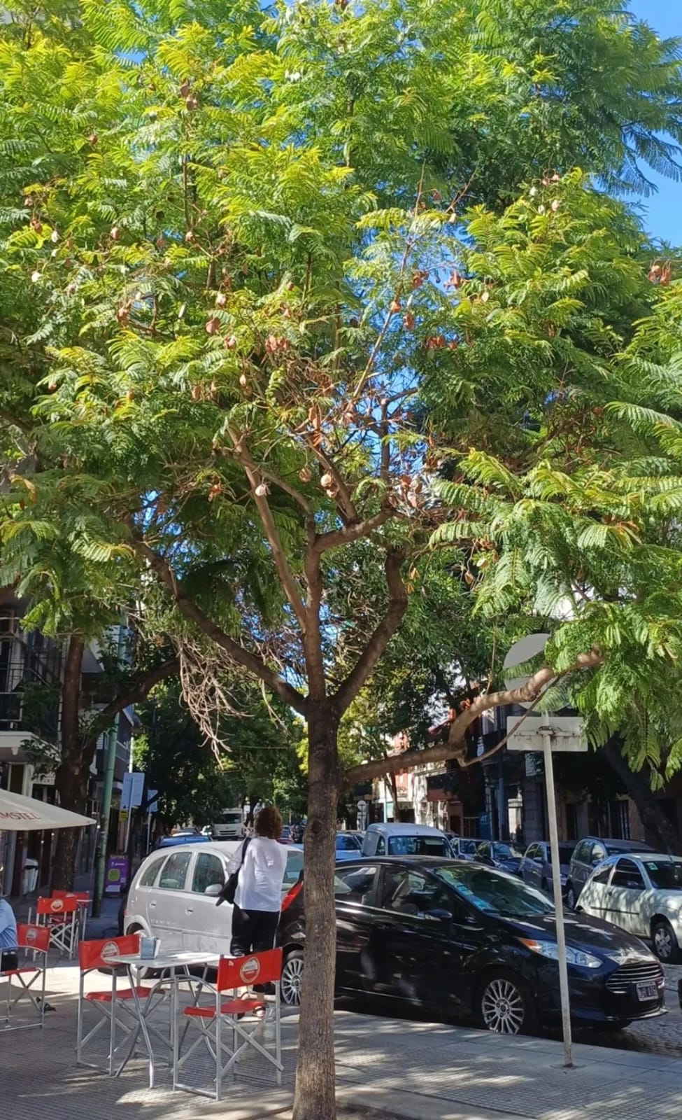 Jacarandá