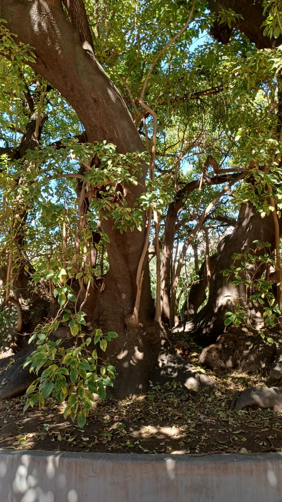 Ombú 1
