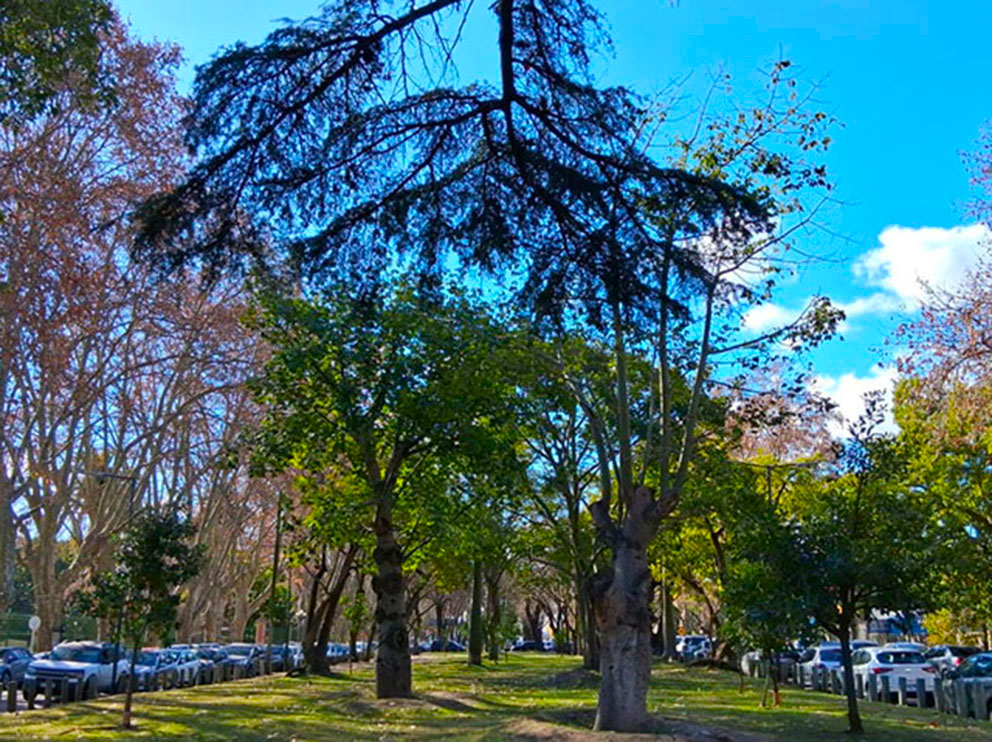 Paseo de los Ombúes