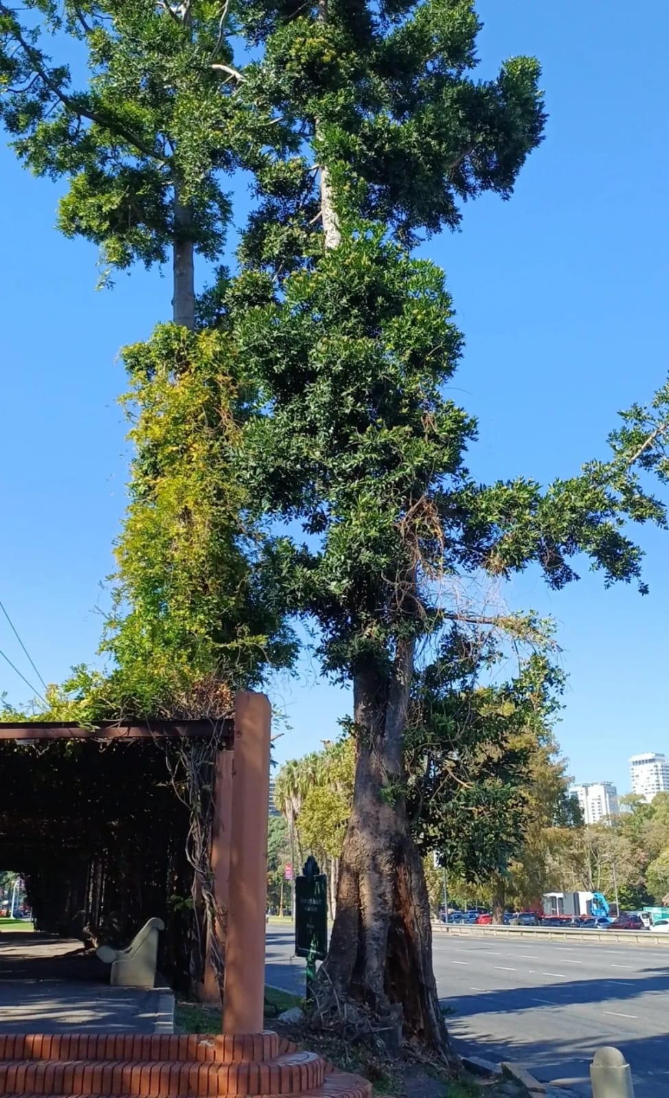 Especie vegetal