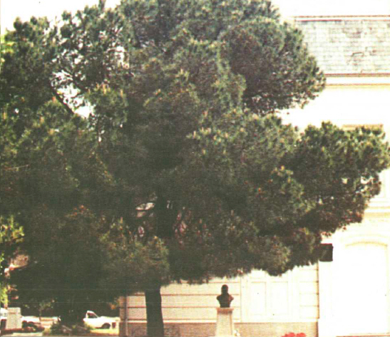 Pino Libro 2001