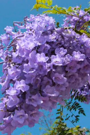 Jacarandá 3