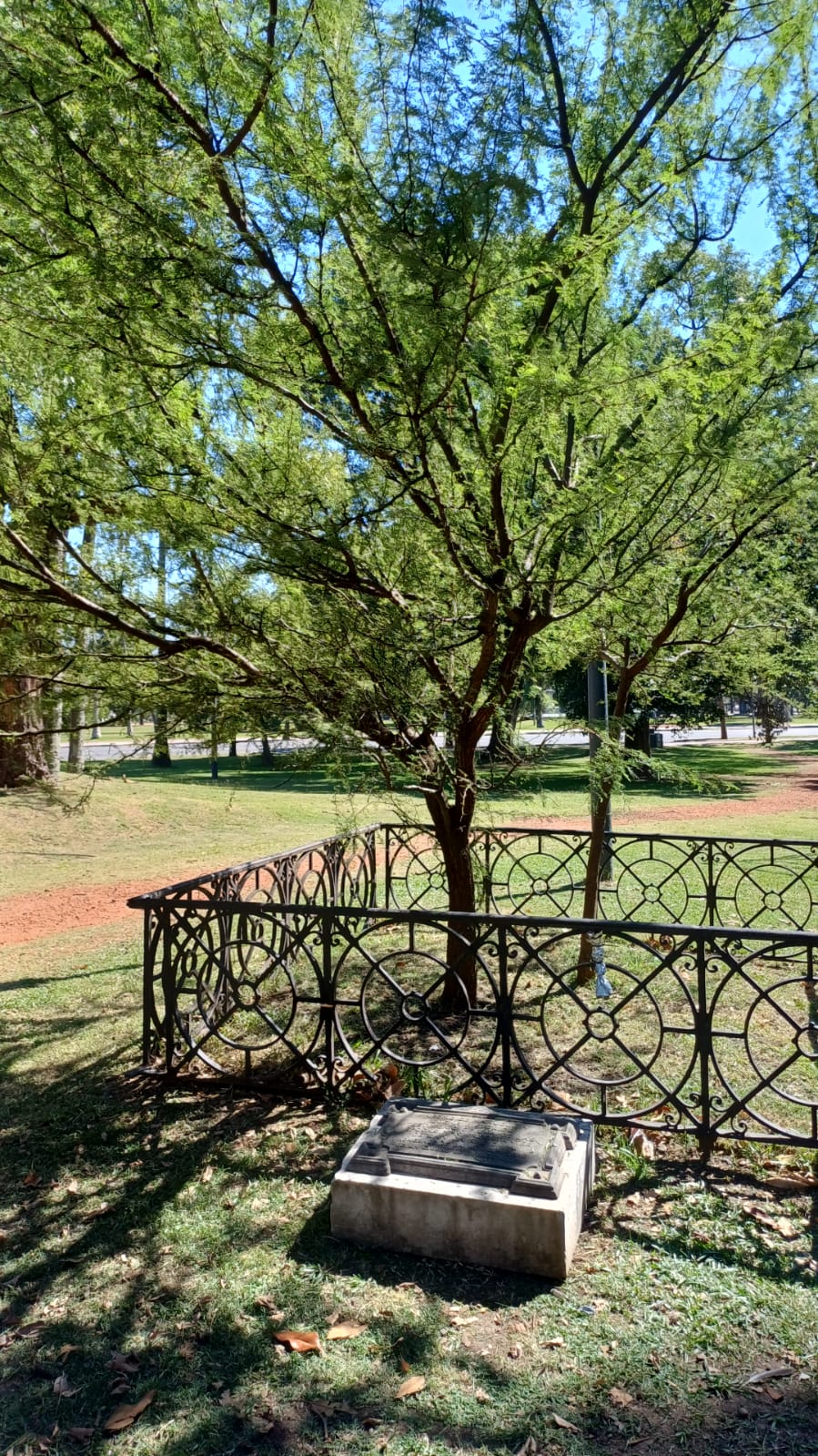 Retoño del Aromo del Perdón - Foto 1