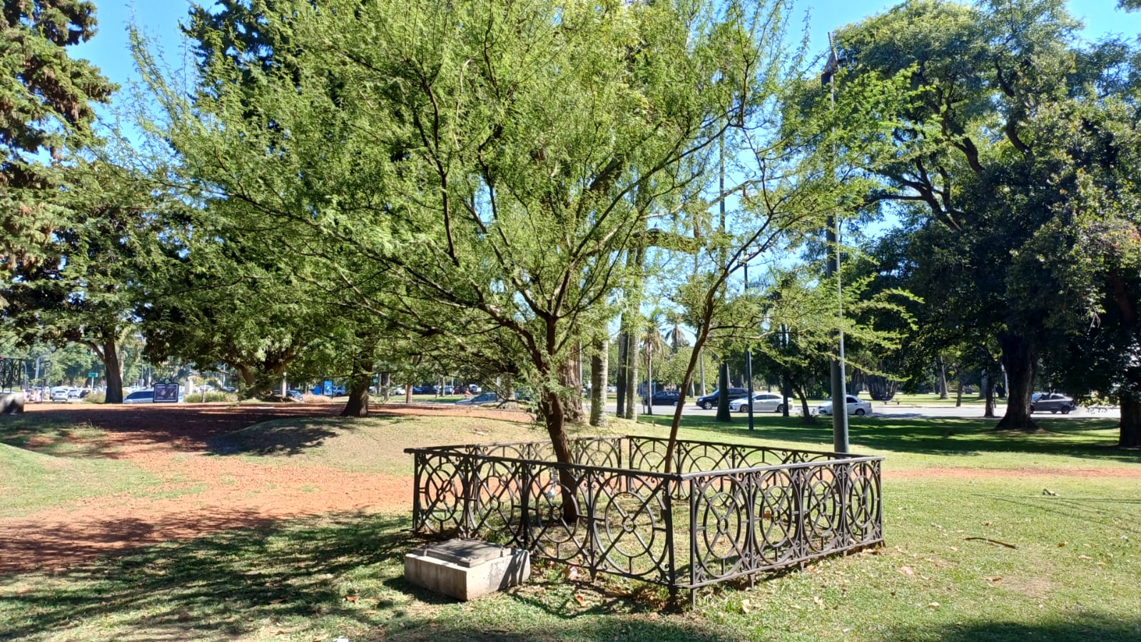 Retoño del Aromo del Perdón - Vista General