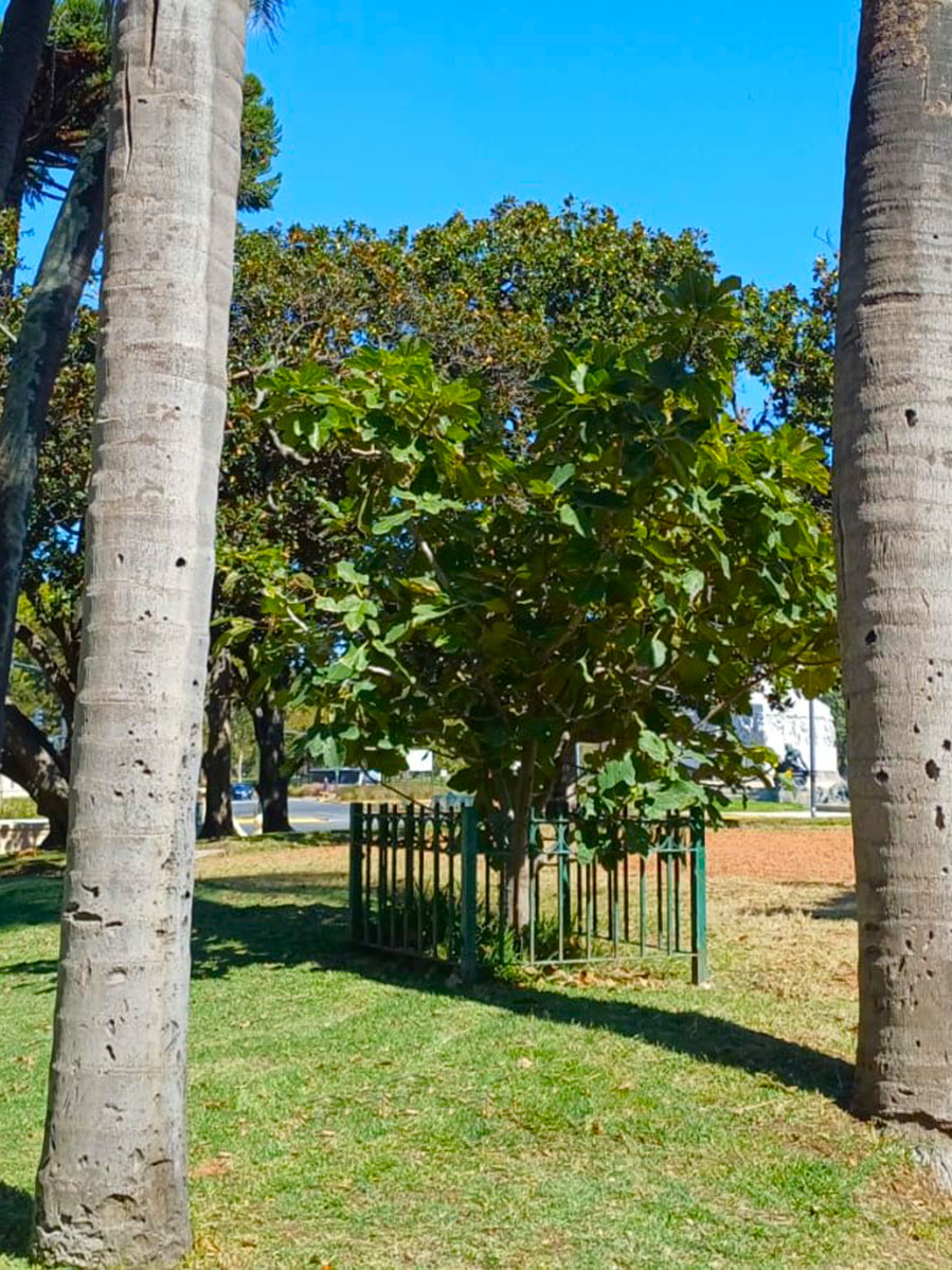 Higuera de Sarmiento - Foto 2