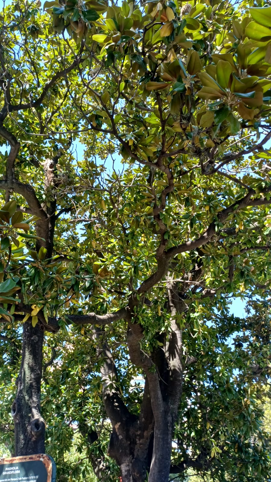 Magnolia de Avellaneda - Foto 3