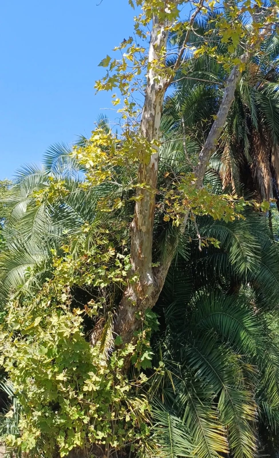 Plátano - Plaza Sicilia