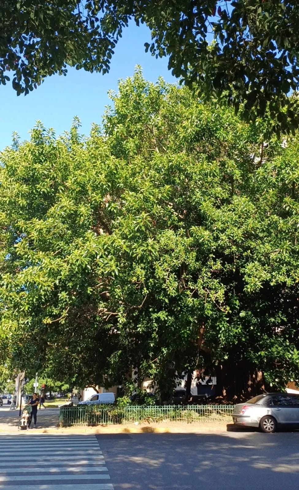 Árbol del caucho