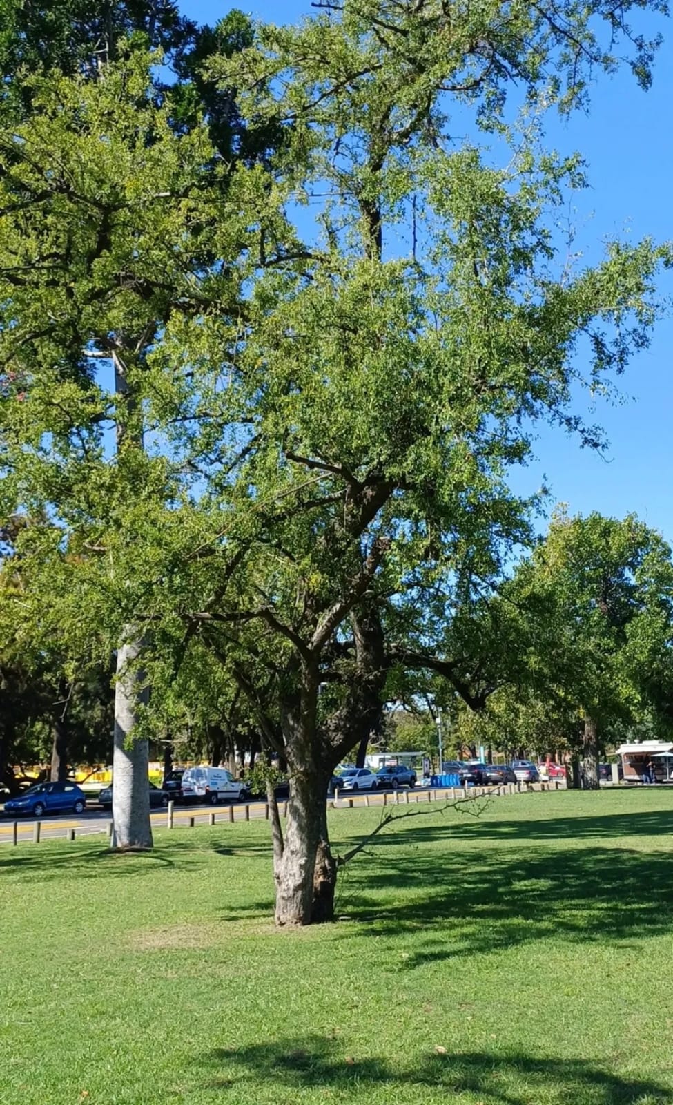 Ginkgo