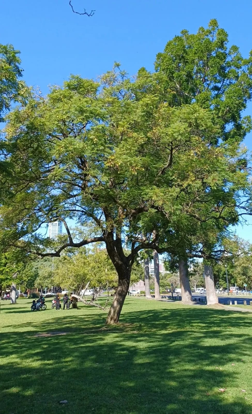 Jacarandá