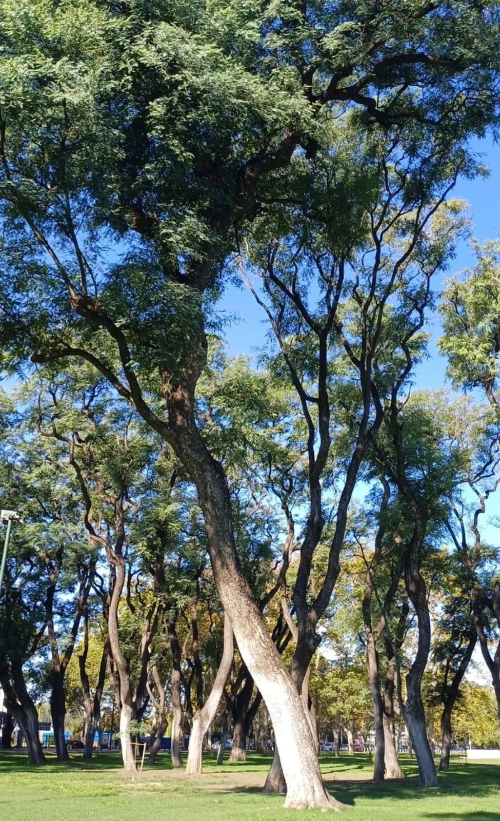 Tipa