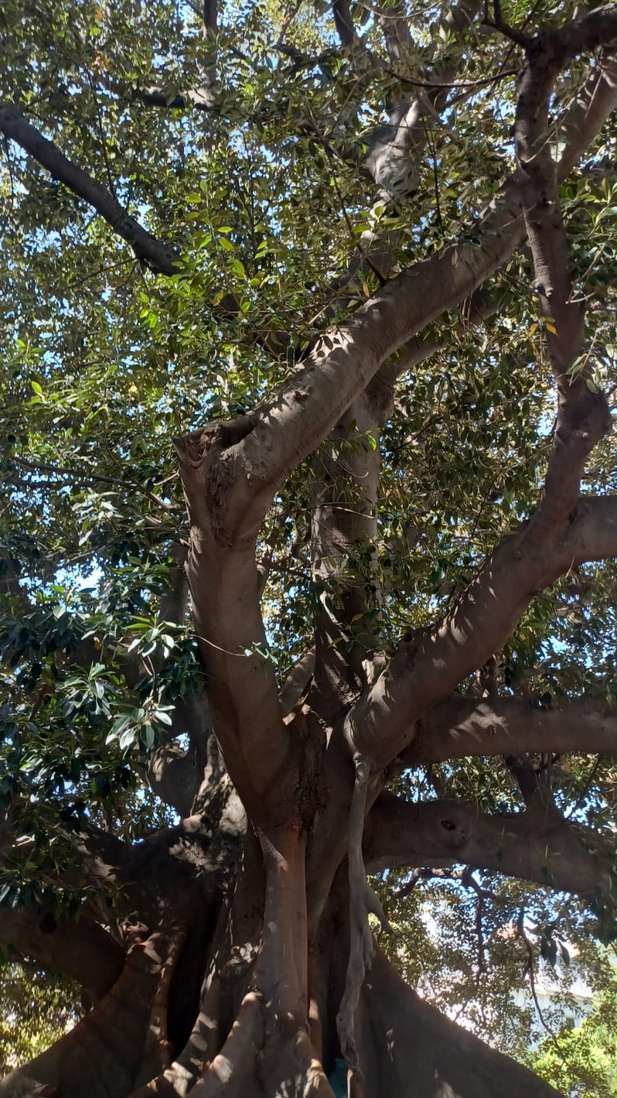 Gomero de Plaza San Martín de Tours