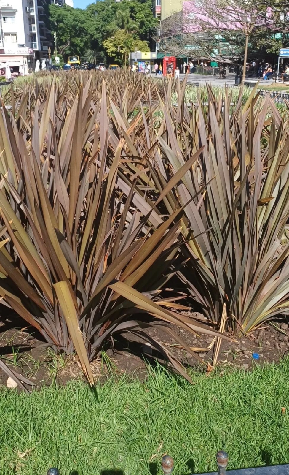 Lino de Nueva Zelanda