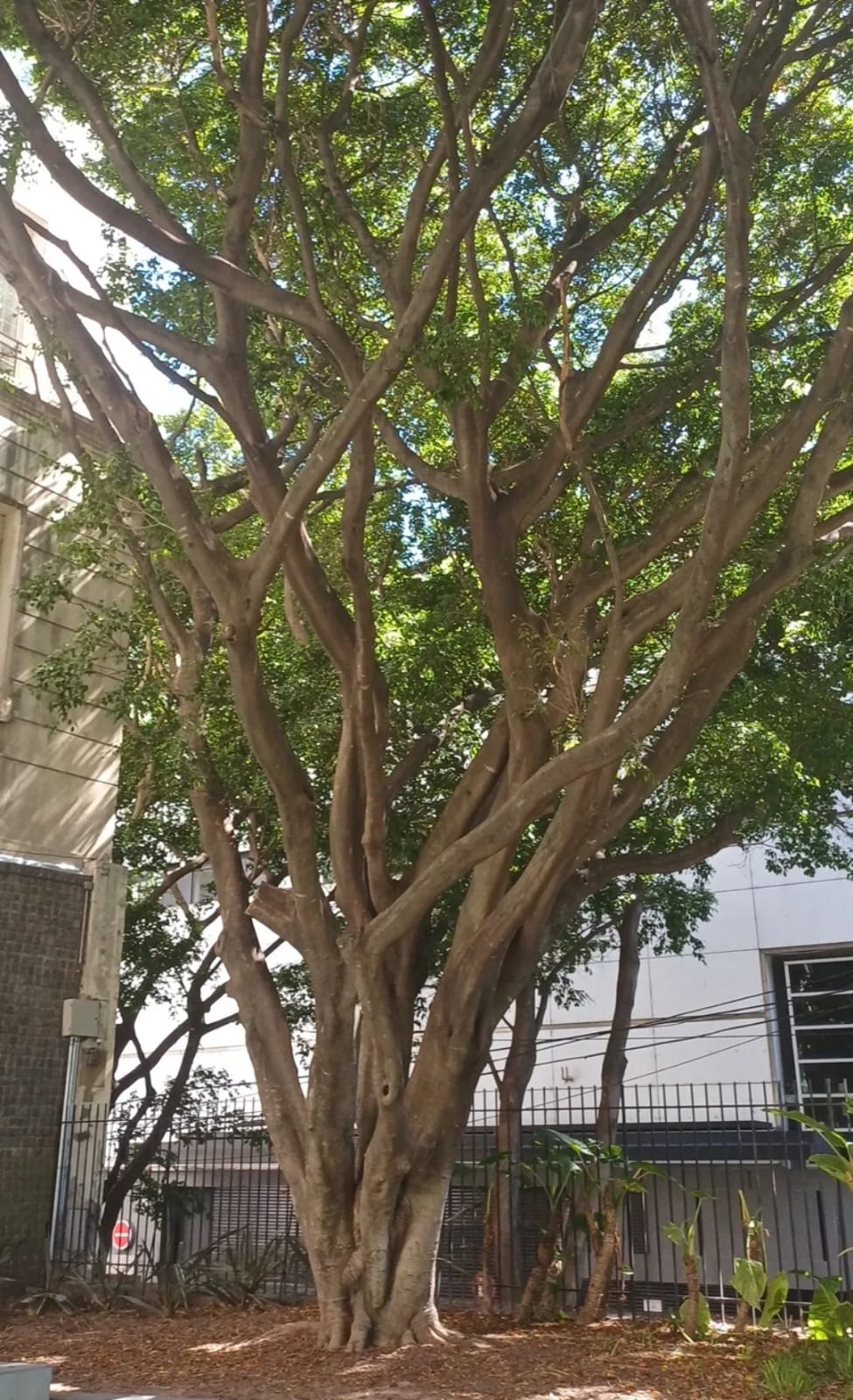 Laurel de indias