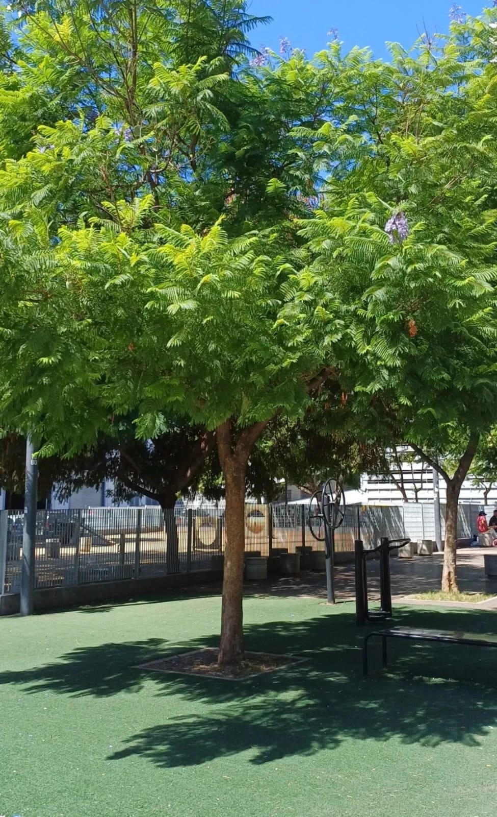 Jacarandá