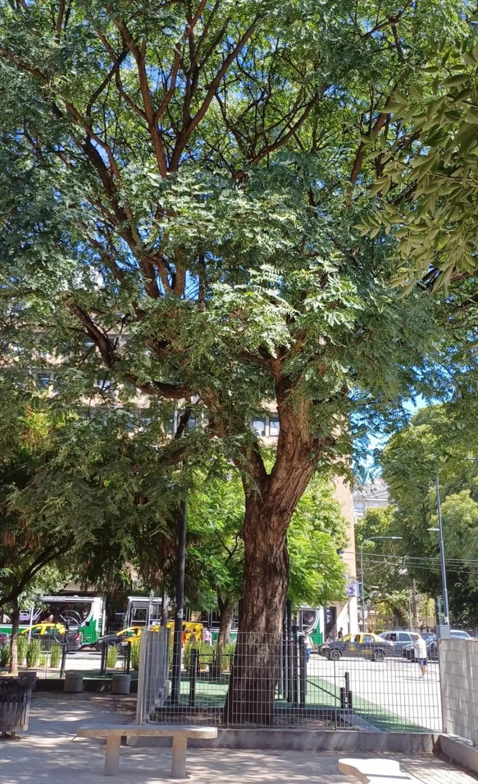 Tipa