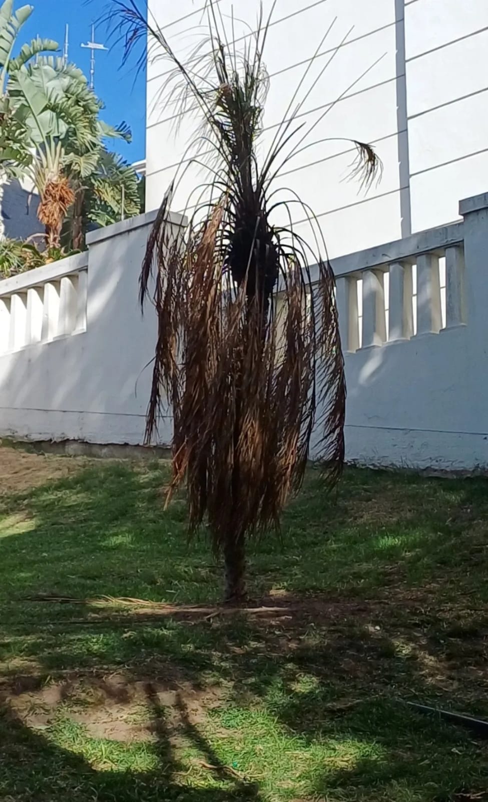 Palmera enana