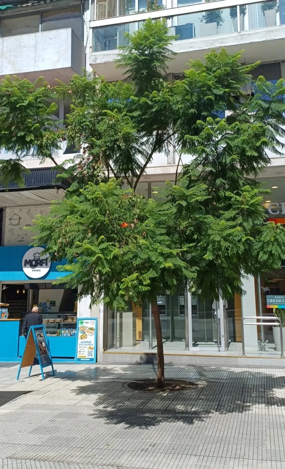 Jacarandá